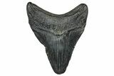 Fossil Megalodon Tooth - South Carolina #327564-1